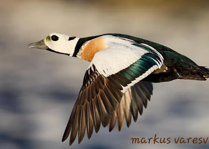 Smarthotell Hotel 3*