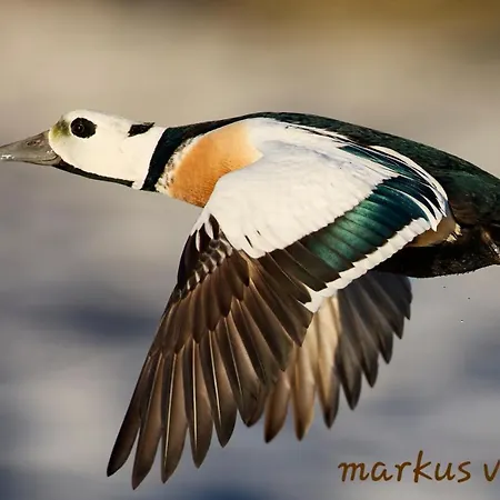 Smarthotell Hotel 3*