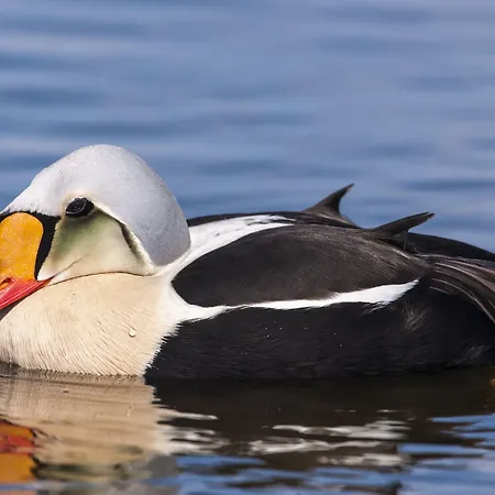 Smarthotell Batsfjord